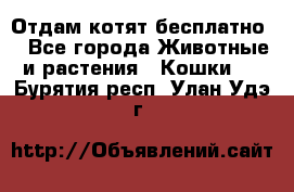 Отдам котят бесплатно  - Все города Животные и растения » Кошки   . Бурятия респ.,Улан-Удэ г.